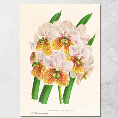 Illustrazioni Botaniche Vanda Sanderiana Var Labello Viridi Jean Jules Linden jjl161 quadro stampato su tela