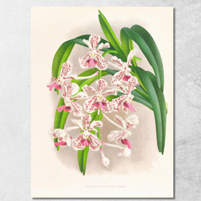 Illustrazioni Botaniche Vanda Suavis Jean Jules Linden jjl162 quadro stampato su tela