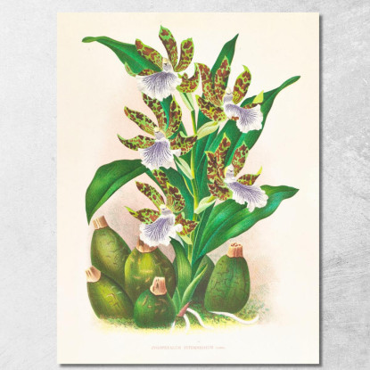 Illustrazioni Botaniche Zygopetalum Intermedium Jean Jules Linden jjl163 quadro stampato su tela