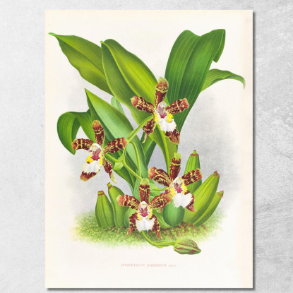 Illustrazioni Botaniche Zygopetalum Jorisianum Jean Jules Linden jjl164 quadro stampato su tela