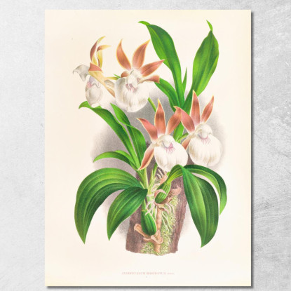 Illustrazioni Botaniche Zygopetalum Rostratum Jean Jules Linden jjl165 quadro stampato su tela