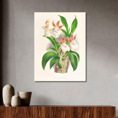 Illustrazioni Botaniche Zygopetalum Rostratum Jean Jules Linden jjl165 quadro stampato su tela