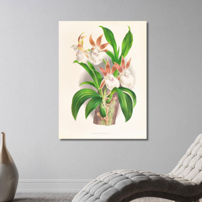 Illustrazioni Botaniche Zygopetalum Rostratum Jean Jules Linden jjl165 quadro stampato su tela