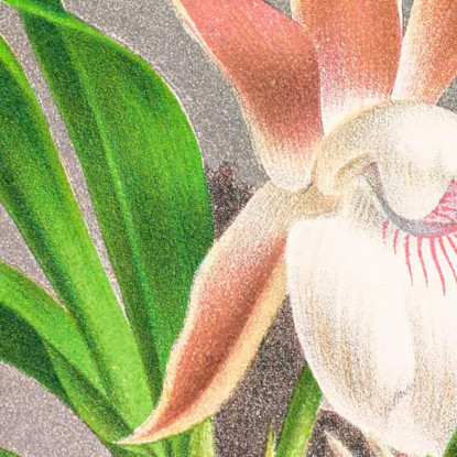 Illustrazioni Botaniche Zygopetalum Rostratum Jean Jules Linden jjl165 quadro stampato su tela