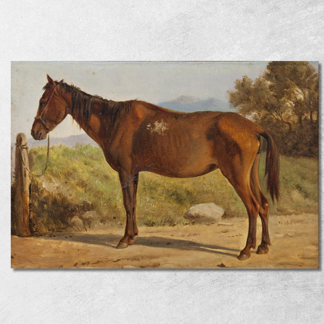 Rosinante. Studio Di Un Vecchio Cavallo In Piedi Wilhelm Marstrand wmr57 quadro stampato su tela