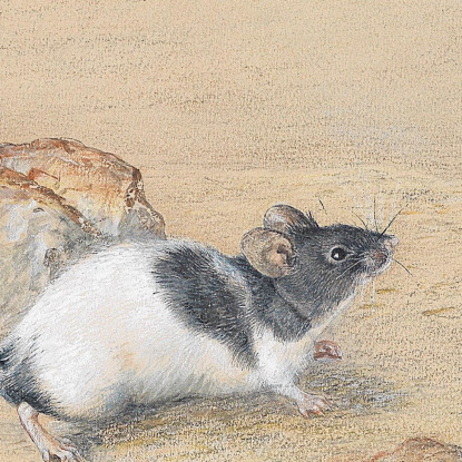 Topo Carl Reichert crc38 quadro stampato su tela