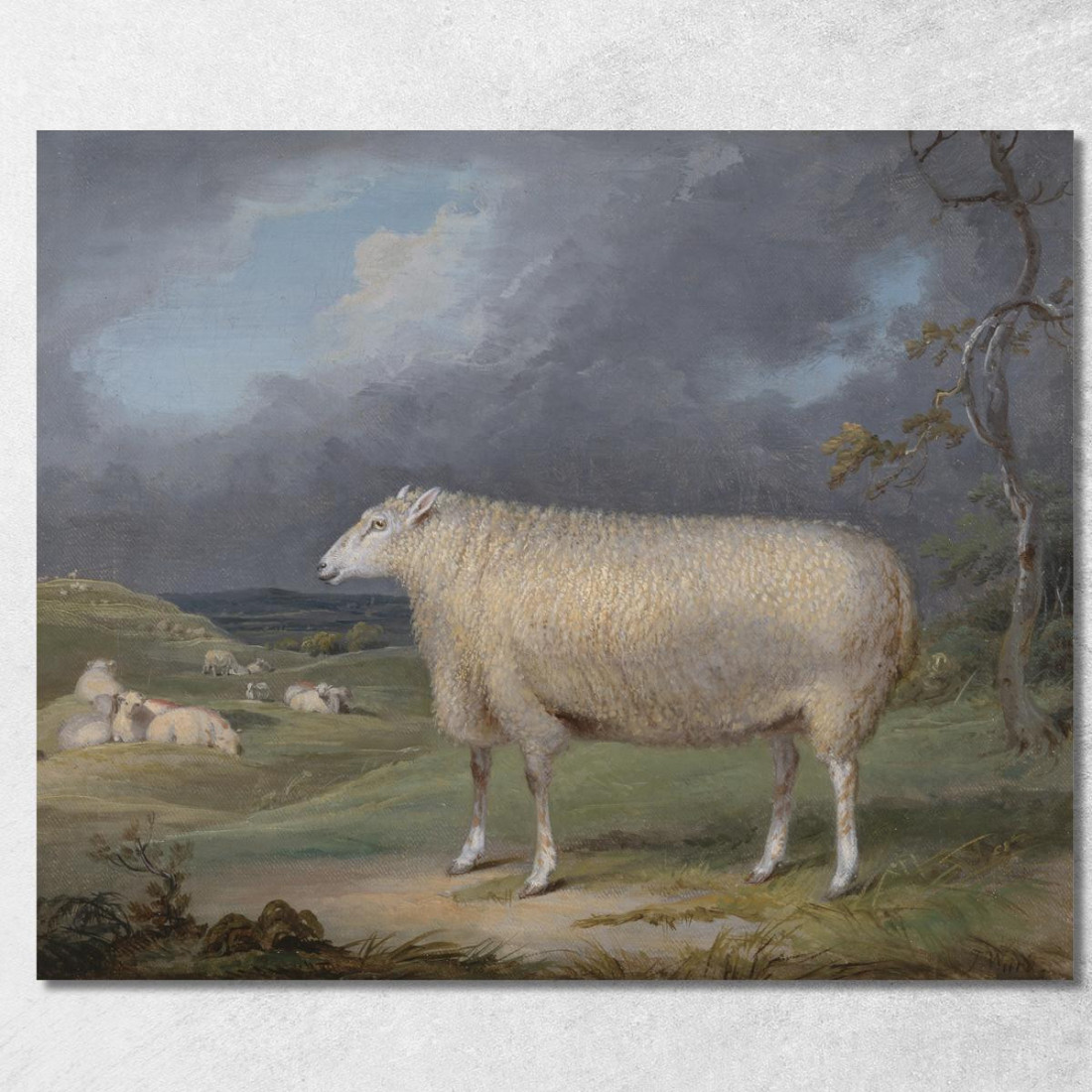 Una Pecora Border Leicester James Ward jwr1 quadro stampato su tela