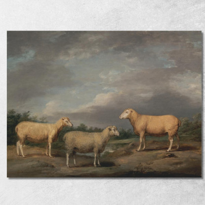 Pecore Ryelands: L'Ariete Del Re La Pecora Del Re E Il Castrato Di Lord Somerville James Ward jwr32 quadro stampato su tela