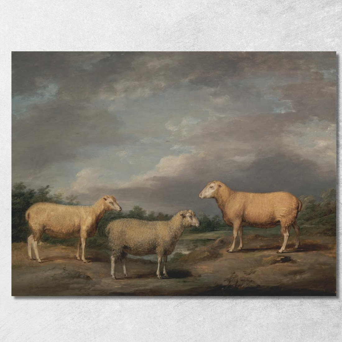 Pecore Ryelands: L'Ariete Del Re La Pecora Del Re E Il Castrato Di Lord Somerville James Ward jwr32 quadro stampato su tela