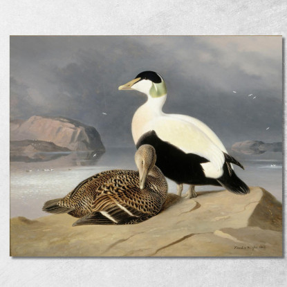 Kaksi Haahkaa Ferdinand von Wright fvw16 quadro stampato su tela