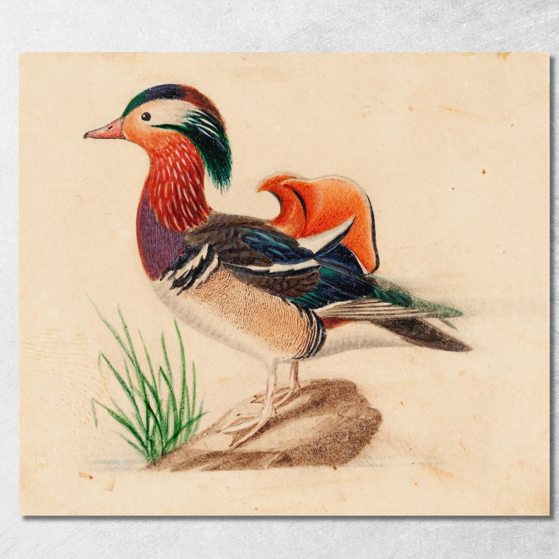 Anatra Mandarina Ferdinand von Wright fvw19 quadro stampato su tela