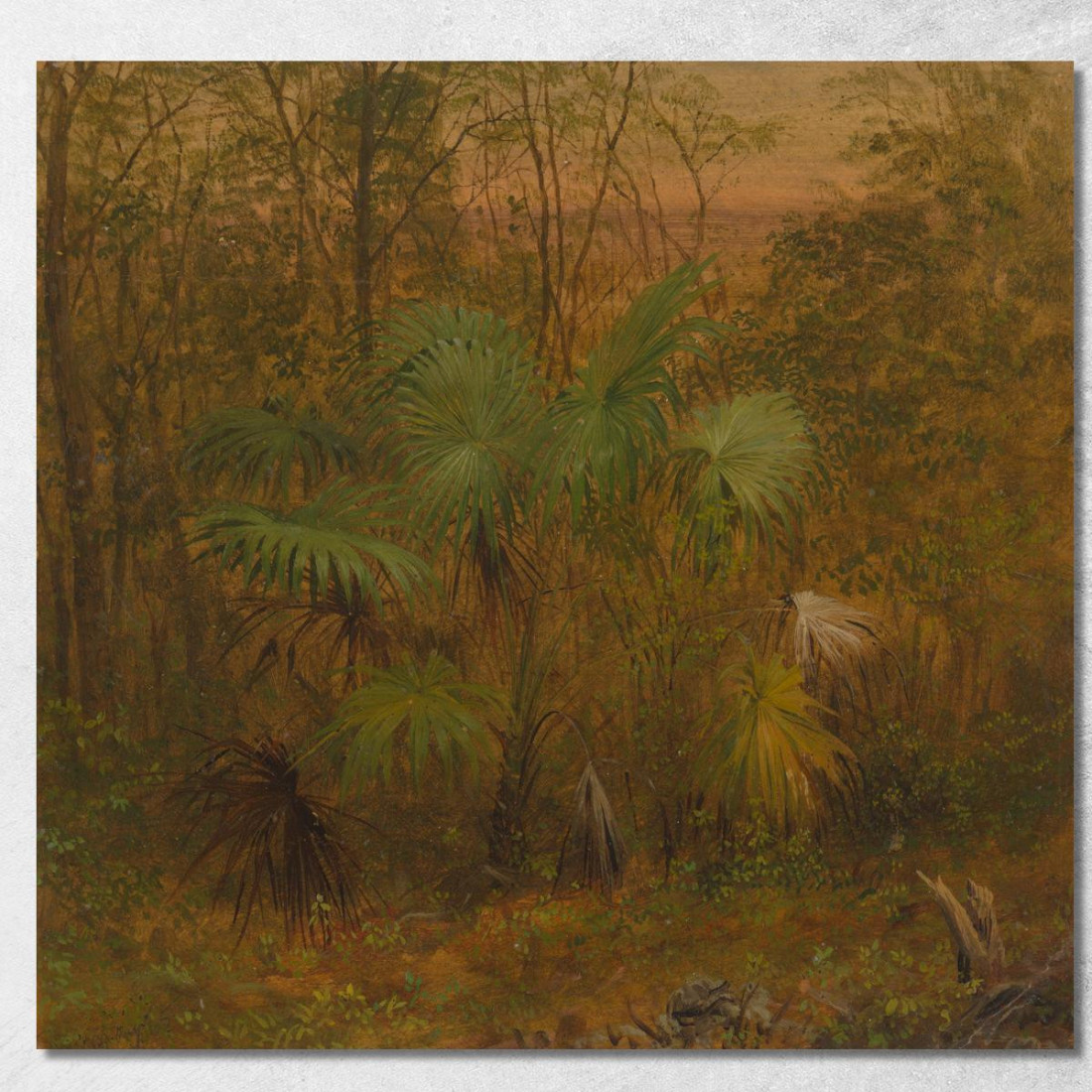 Palma Di Paglia Giamaica Frederic Edwin Church fec99 quadro stampato su tela
