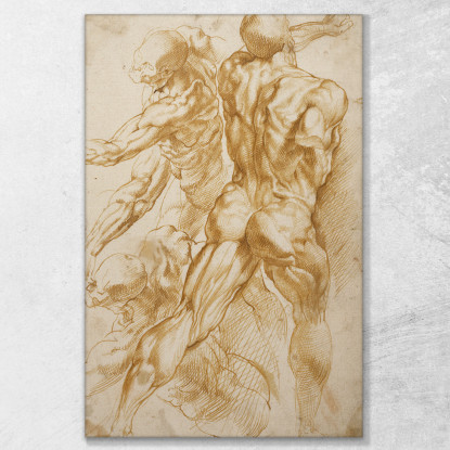 Studi Anatomici 2 Peter Paul Rubens ppr25 quadro stampato su tela