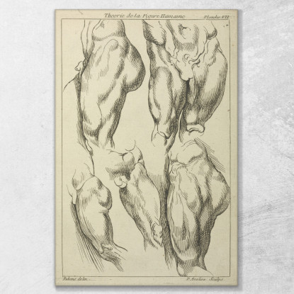 Studi Sui Lombi Maschili Peter Paul Rubens ppr184 quadro stampato su tela