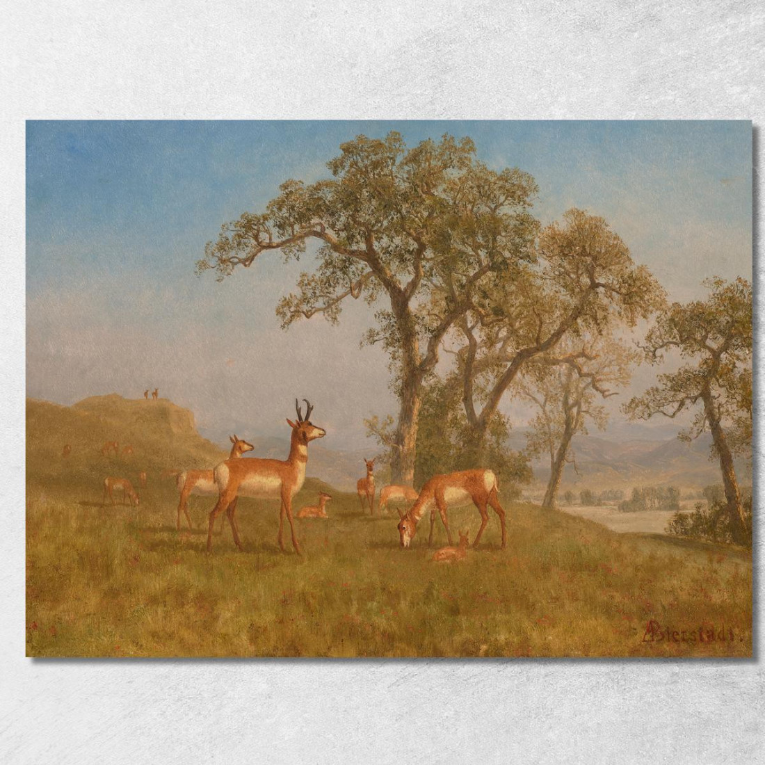 Antilope Al Pascolo Albert Bierstadt abr30 quadro stampato su tela