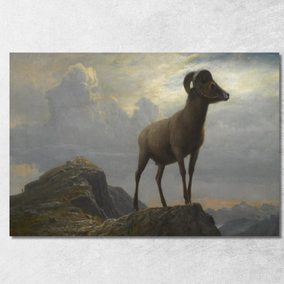 Studio Di Un Ariete Bighorn Albert Bierstadt abr93 quadro stampato su tela
