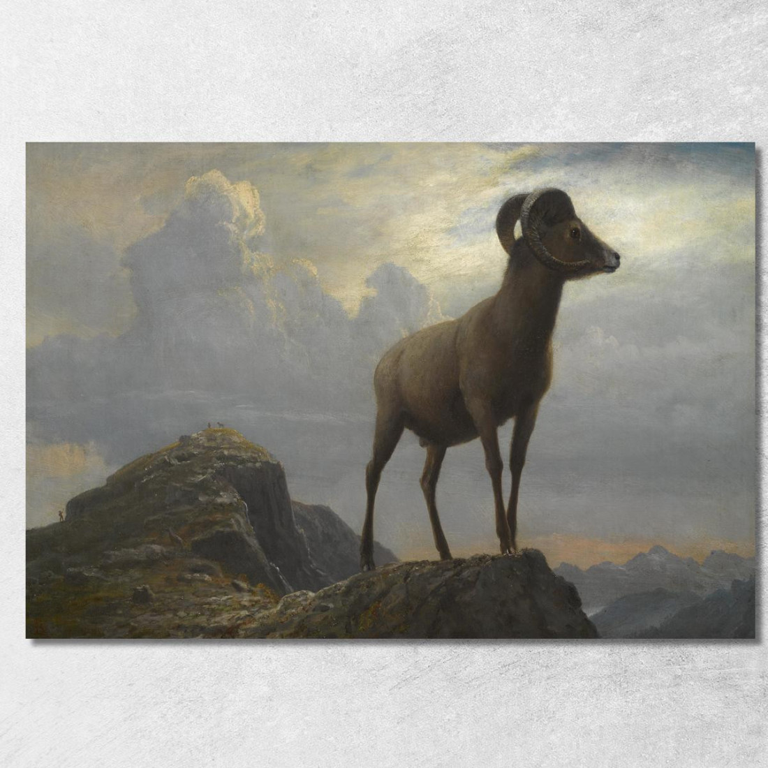 Studio Di Un Ariete Bighorn Albert Bierstadt abr93 quadro stampato su tela