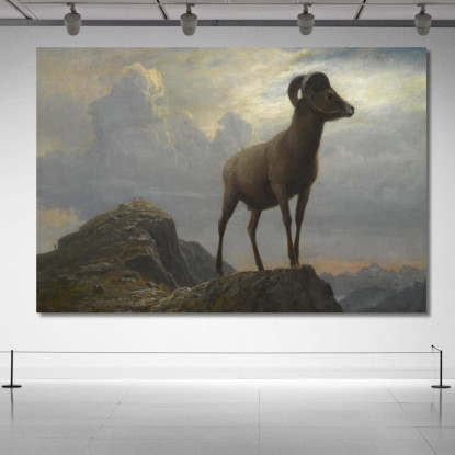Studio Di Un Ariete Bighorn Albert Bierstadt abr93 quadro stampato su tela