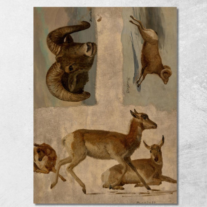 Studio Delle Pecore Bighorn E Delle Antilopi Albert Bierstadt abr95 quadro stampato su tela
