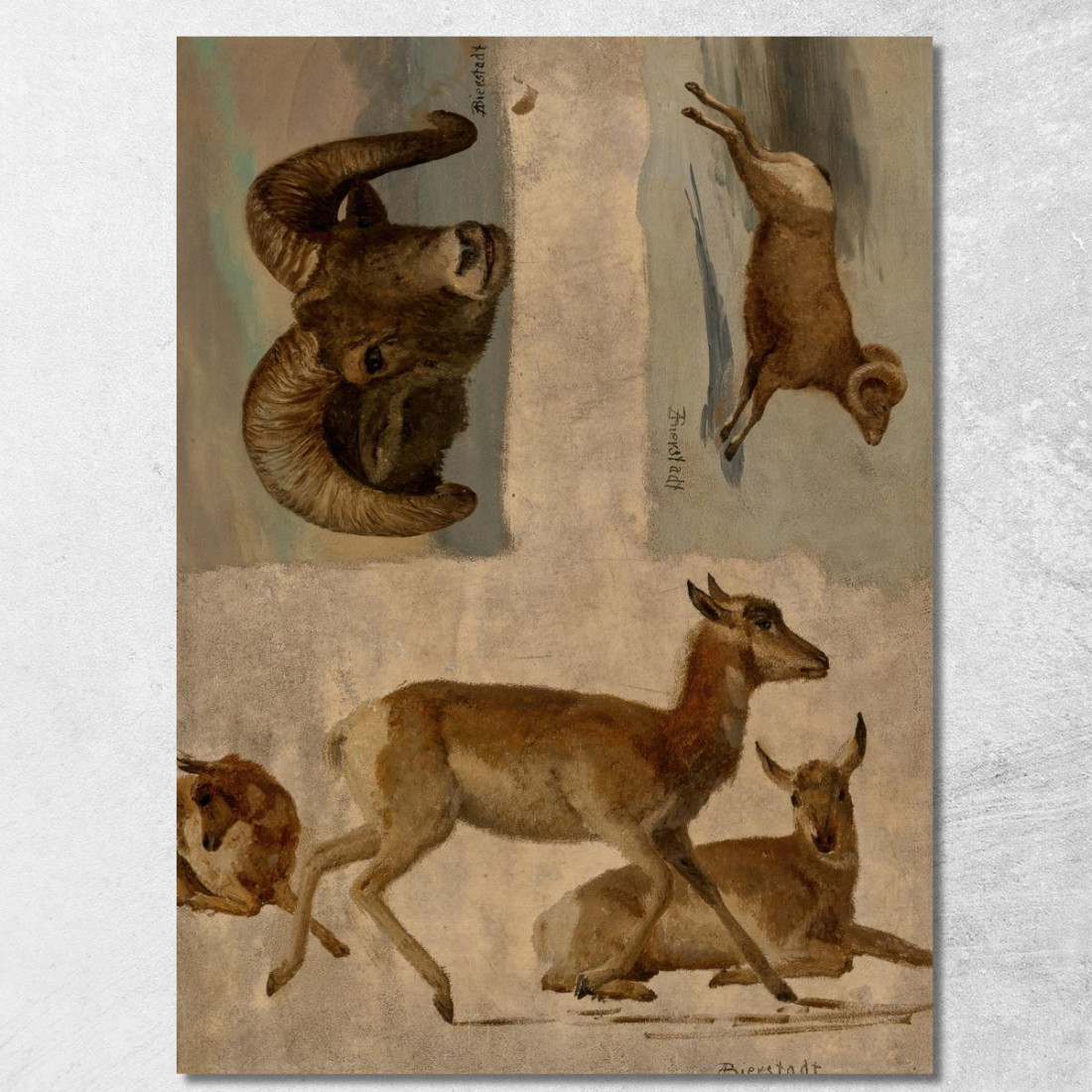 Studio Delle Pecore Bighorn E Delle Antilopi Albert Bierstadt abr95 quadro stampato su tela