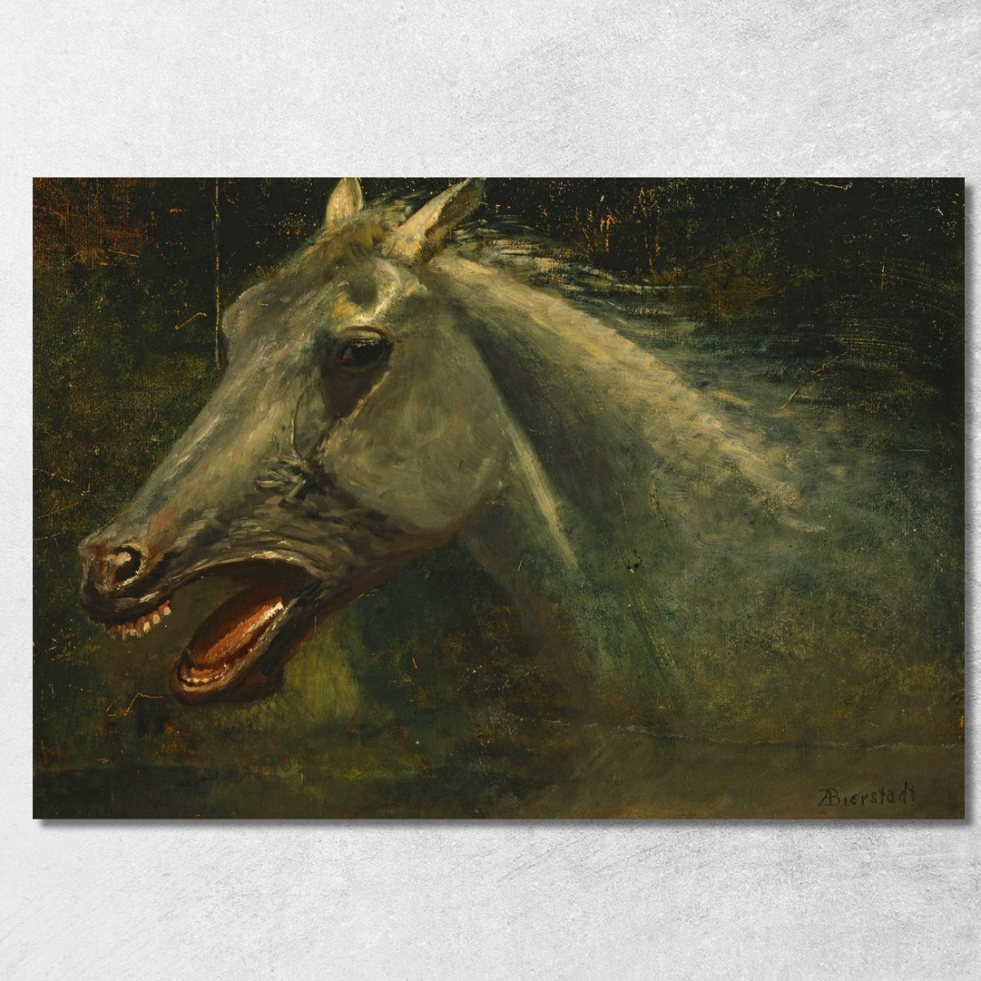 A Wild Stallion Uno Schizzo Ad Olio Originale Per The Last Of The Buffalo Albert Bierstadt abr141 quadro stampato su tela