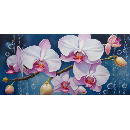 Quadro Botanico Orchidee Bianche E Rosa Con Bolle Su Sfondo Blu bow23 quadro stampato su tela