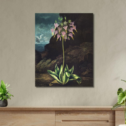 La Primula Americana Del Tempio Di Flora Robert John Thornton rjt14 quadro stampato su tela