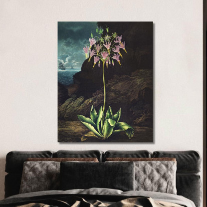 La Primula Americana Del Tempio Di Flora Robert John Thornton rjt14 quadro stampato su tela