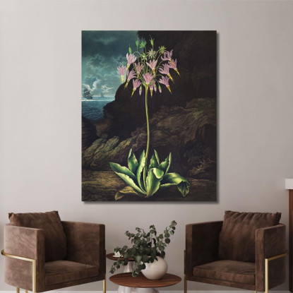 La Primula Americana Del Tempio Di Flora Robert John Thornton rjt14 quadro stampato su tela