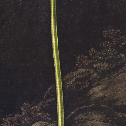 La Primula Americana Del Tempio Di Flora Robert John Thornton rjt14 quadro stampato su tela