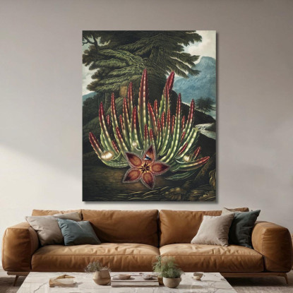 La Stapelia Portatrice Di Larve Del Tempio Di Flora Robert John Thornton rjt18 quadro stampato su tela