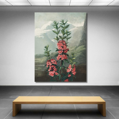 La Kalmia Dalle Foglie Strette Del Tempio Di Flora Robert John Thornton rjt19 quadro stampato su tela