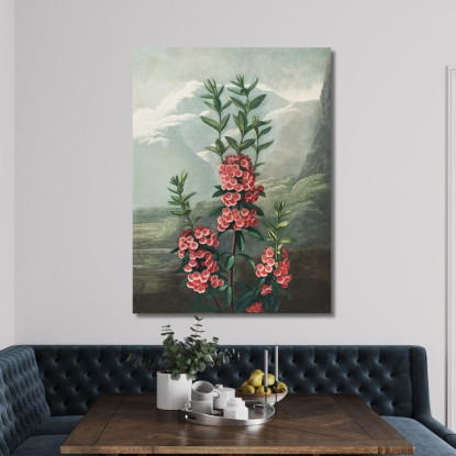 La Kalmia Dalle Foglie Strette Del Tempio Di Flora Robert John Thornton rjt19 quadro stampato su tela