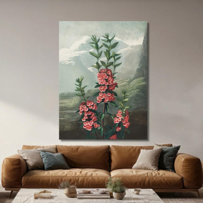 La Kalmia Dalle Foglie Strette Del Tempio Di Flora Robert John Thornton rjt19 quadro stampato su tela