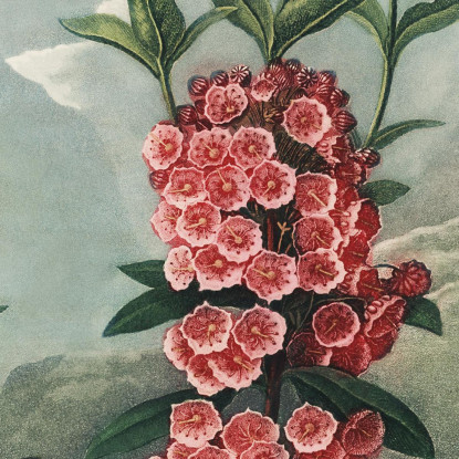 La Kalmia Dalle Foglie Strette Del Tempio Di Flora Robert John Thornton rjt19 quadro stampato su tela