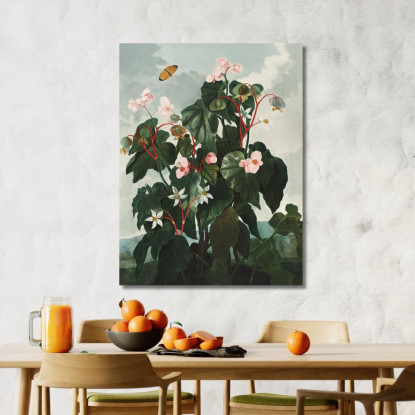 La Begonia Dalle Foglie Oblique Del Tempio Di Flora Robert John Thornton rjt22 quadro stampato su tela