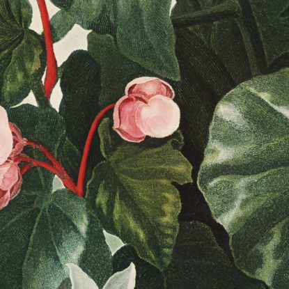 La Begonia Dalle Foglie Oblique Del Tempio Di Flora Robert John Thornton rjt22 quadro stampato su tela