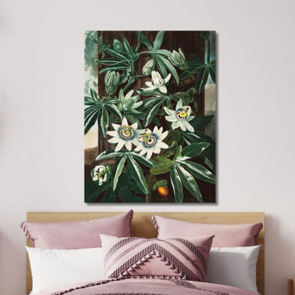 La Passiflora Cerulea Del Tempio Di Flora Robert John Thornton rjt23 quadro stampato su tela