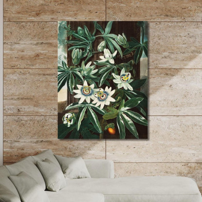 La Passiflora Cerulea Del Tempio Di Flora Robert John Thornton rjt23 quadro stampato su tela