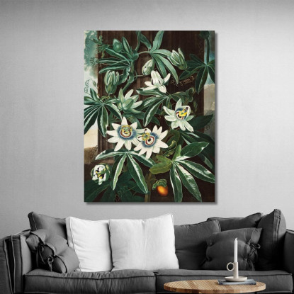 La Passiflora Cerulea Del Tempio Di Flora Robert John Thornton rjt23 quadro stampato su tela