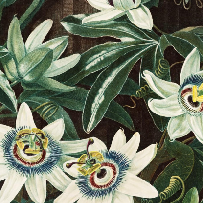 La Passiflora Cerulea Del Tempio Di Flora Robert John Thornton rjt23 quadro stampato su tela