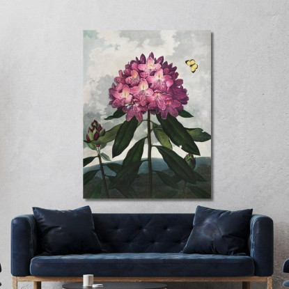 Il Rododendro Pontico Del Tempio Di Flora Robert John Thornton rjt25 quadro stampato su tela