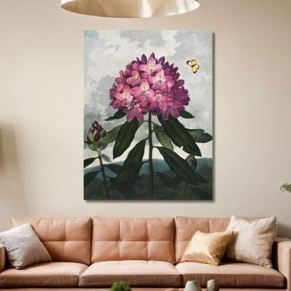Il Rododendro Pontico Del Tempio Di Flora Robert John Thornton rjt25 quadro stampato su tela