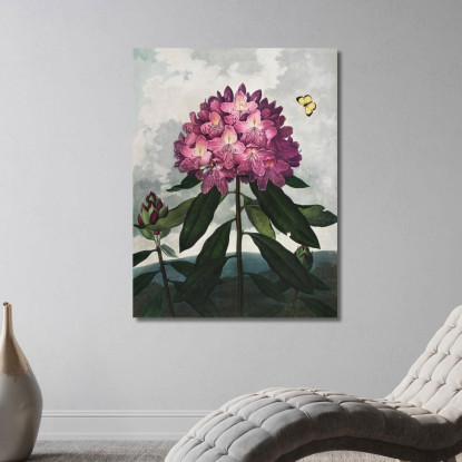 Il Rododendro Pontico Del Tempio Di Flora Robert John Thornton rjt25 quadro stampato su tela