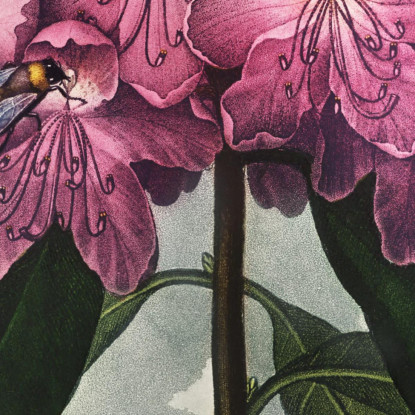 Il Rododendro Pontico Del Tempio Di Flora Robert John Thornton rjt25 quadro stampato su tela