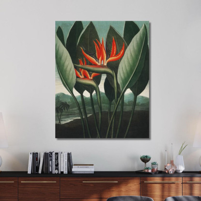 La Pianta Regina Del Tempio Di Flora Robert John Thornton rjt28 quadro stampato su tela