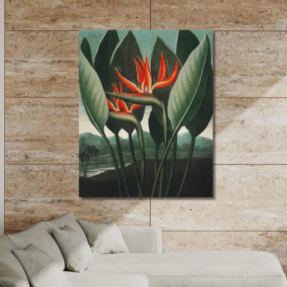 La Pianta Regina Del Tempio Di Flora Robert John Thornton rjt28 quadro stampato su tela