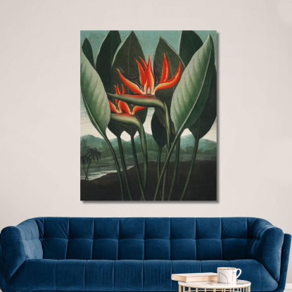 La Pianta Regina Del Tempio Di Flora Robert John Thornton rjt28 quadro stampato su tela