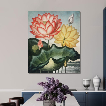 Il Sacro Fagiolo Egiziano Del Tempio Di Flora Robert John Thornton rjt29 quadro stampato su tela