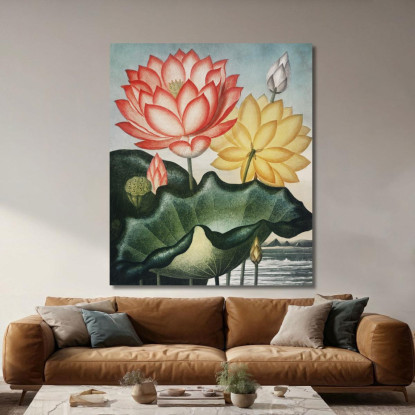 Il Sacro Fagiolo Egiziano Del Tempio Di Flora Robert John Thornton rjt29 quadro stampato su tela